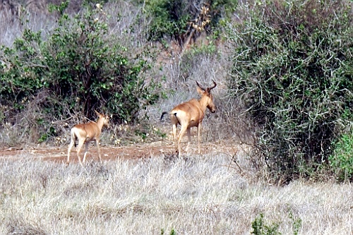 Kenia (345)